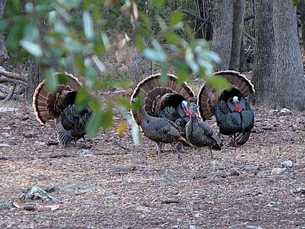 Ranch Property in San Saba County, Texas