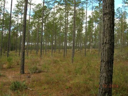 Ranch Property in Ben Hill County, Georgia
