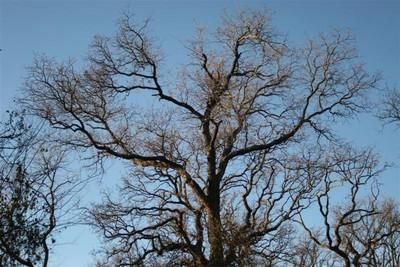 Property in Young County, Texas