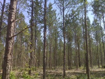 Ranch Property in Natchitoches Parish, Louisiana