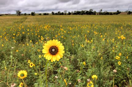 Farm Property in Wheeler County, Texas
