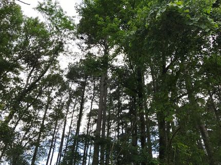 Hunting Land in Ashley County, Arkansas
