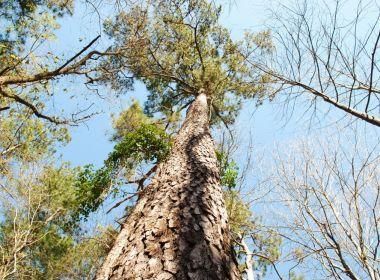 Ranch Property in Orangeburg County, South Carolina