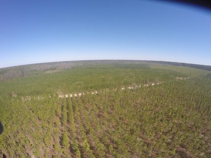Hunting Land in Ware County, Georgia