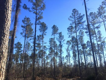 Timberland Property in Dorchester County, South Carolina