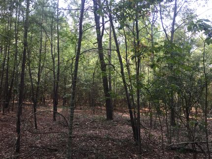 Timberland Property in Richland County, South Carolina