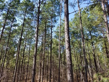 Ranch Property in Hot Spring County, Arkansas