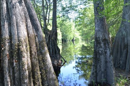 Hunting Land in Effingham County, Georgia