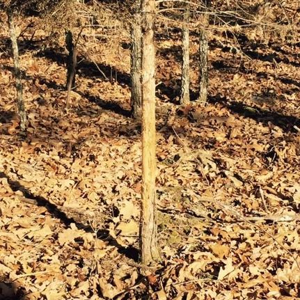 Recreational Property in Hickory County, Missouri