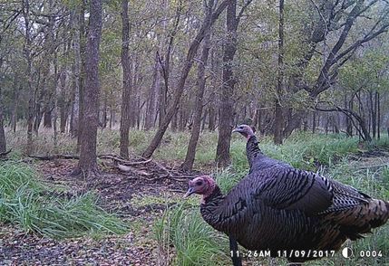 Farm Property in Caldwell County, Texas