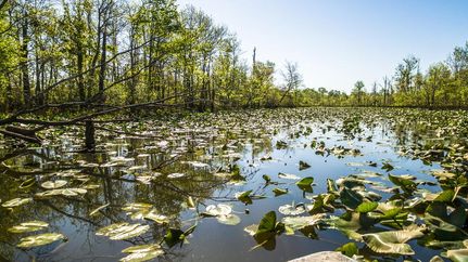 Farm Property in Henry County, Tennessee