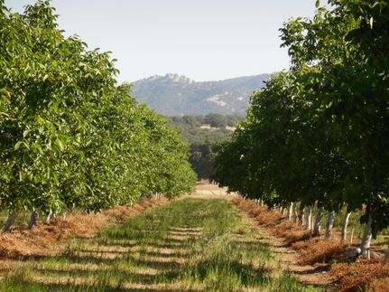 Ranch Property in Sutter County, California