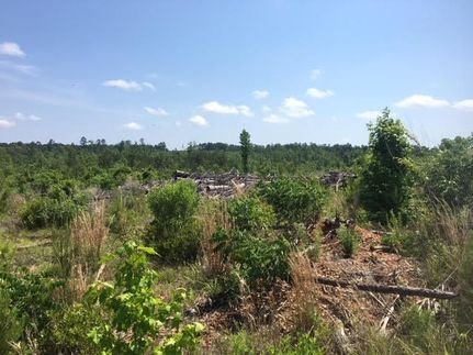Residential Property in Claiborne Parish, Louisiana