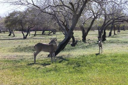 Undeveloped Land in Willacy County, Texas