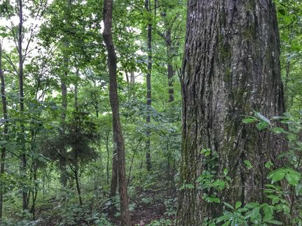 Property in Wayne County, Kentucky