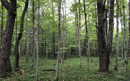 Undeveloped Land in Herkimer County, New York