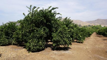 Farm Property in Tulare County, California