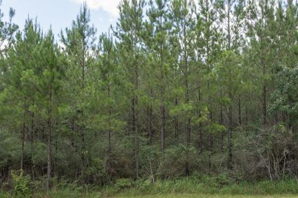 Timberland Property in Baldwin County, Alabama