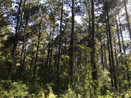 Farm Property in Allen Parish, Louisiana