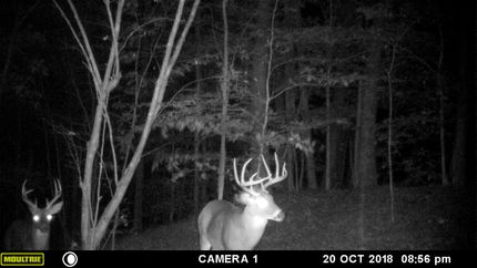 Timberland Property in Gallia County, Ohio