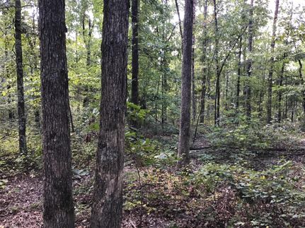Timberland Property in Stone County, Arkansas