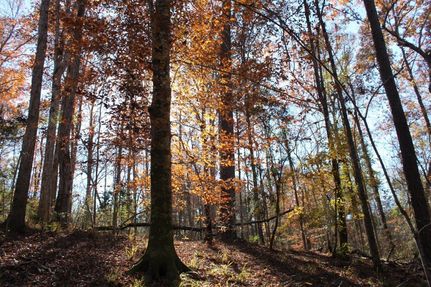 Timberland Property in Coffee County, Alabama
