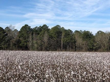 Horse Property in Marion County, Georgia