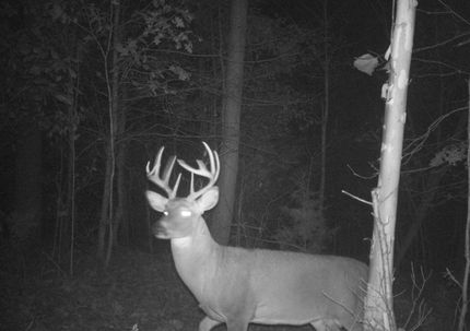 Timberland Property in Adair County, Kentucky