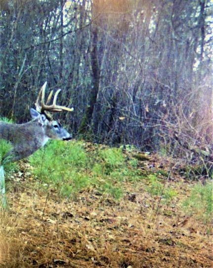 Property in Bowie County, Texas