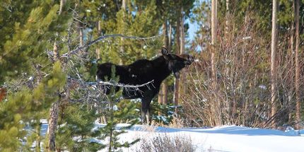Undeveloped Land in Jackson County, Colorado
