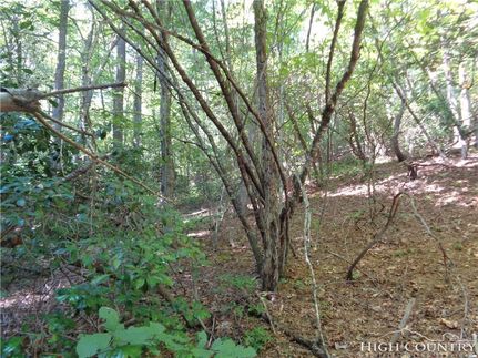 Undeveloped Land in Ashe County, North Carolina