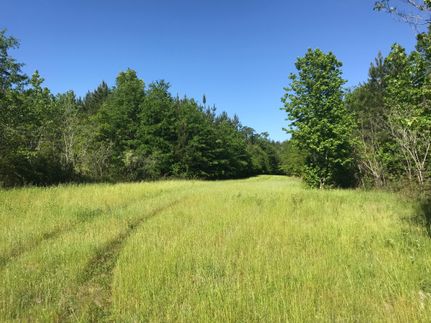 Undeveloped Land in Screven County, Georgia