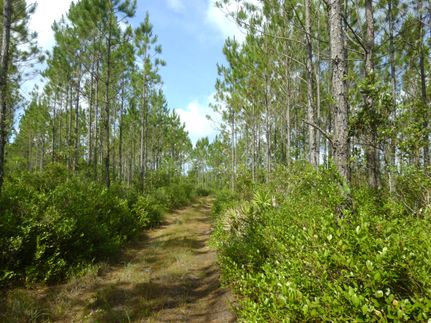 Ranch Property in Brantley County, Georgia