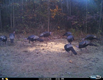 Farm Property in Halifax County, North Carolina