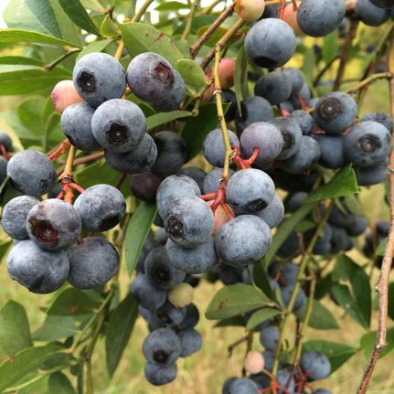 Farm Property in Oglethorpe County, Georgia