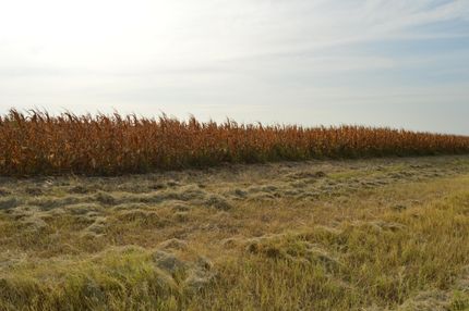 Farm Property in Falls County, Texas