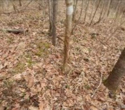 Timberland Property in Carroll County, Mississippi