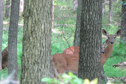 Farm Property in Sullivan County, New York