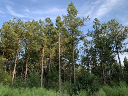 Property in Wilcox County, Alabama