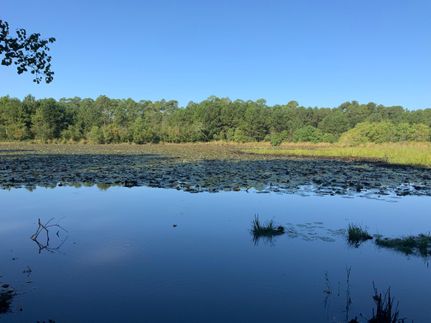 Timberland Property in Colquitt County, Georgia