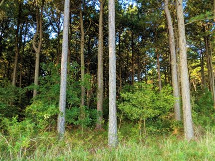 Timberland Property in McCurtain County, Oklahoma
