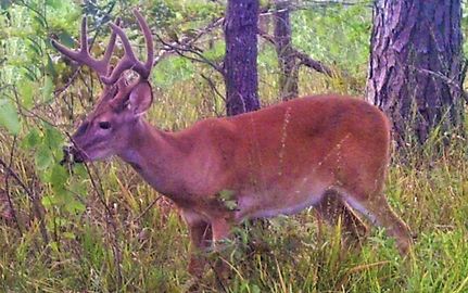 Hunting Land in Hempstead County, Arkansas