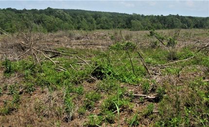 Property in Sabine Parish, Louisiana