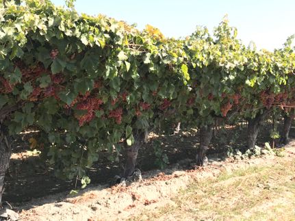 Farm Property in Fresno County, California