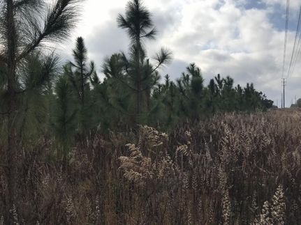 Property in Montgomery County, Georgia