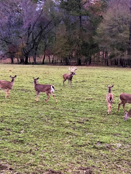 Ranch Property in Montgomery County, Alabama