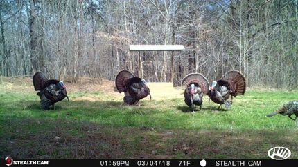 Timberland Property in Marshall County, Mississippi
