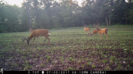Hunting Land in Cherokee County, Kansas