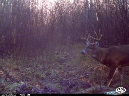 Hunting Land in Marinette County, Wisconsin