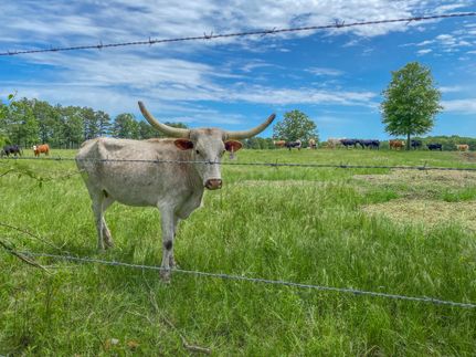Property in Bowie County, Texas